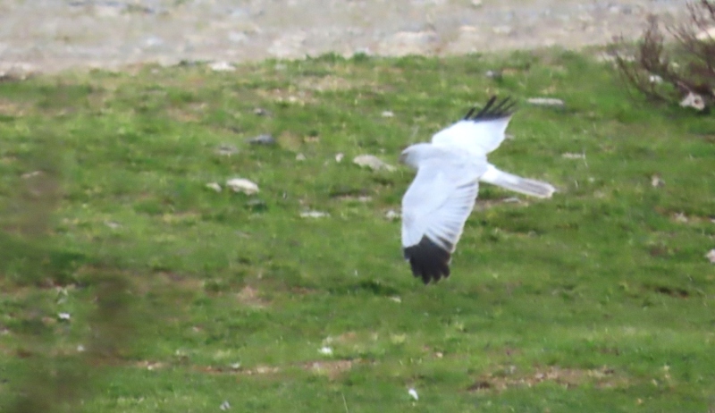 Hen Harrier